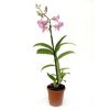 orhideya-dendrobium