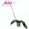 orhideya-falenopsis-miks