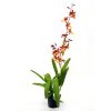 orhideya-kambriya-miks